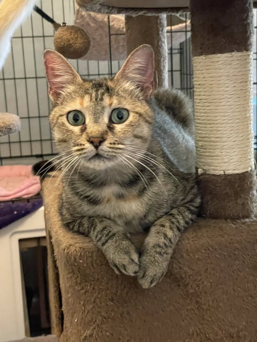 ANISA - Domestic Short Hair available for adoption