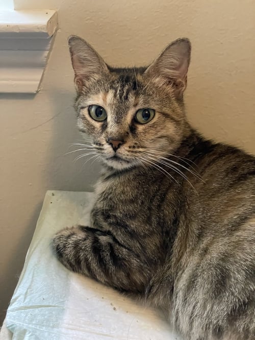 ANISA - Domestic Short Hair available for adoption