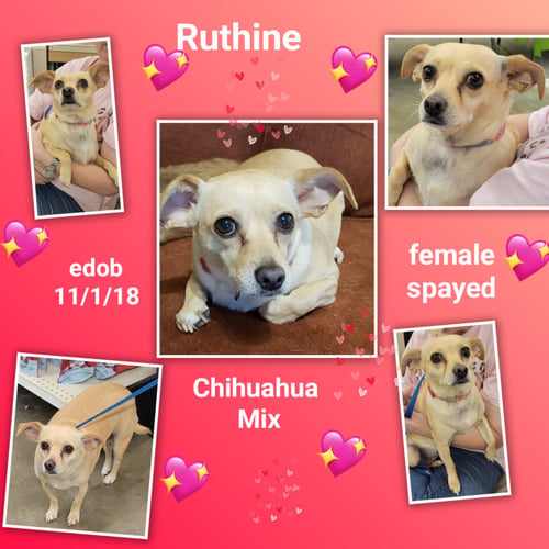 RUTHINE - Chihuahua available for adoption