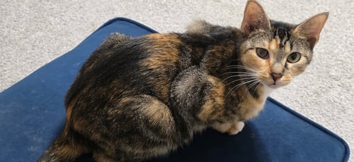DAYANN - Domestic Short Hair / Calico available for adoption