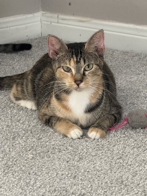 DAYANN - Domestic Short Hair / Calico available for adoption