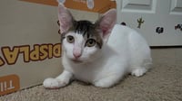 Finnie - Photo 2
