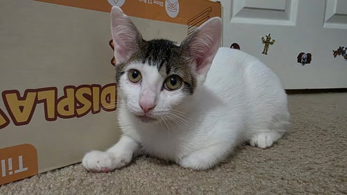 FINNIE - Domestic Short Hair available for adoption