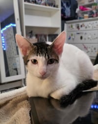 Finnie - Photo 3