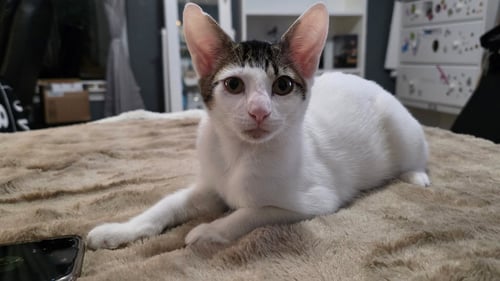 FINNIE - Domestic Short Hair available for adoption