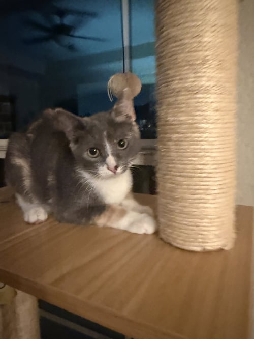 NUNZIA - Domestic Short Hair available for adoption