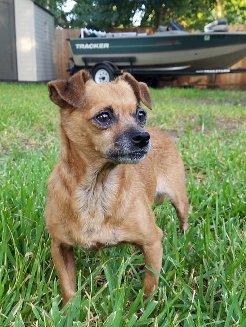 KEITA - Dachshund / Chihuahua available for adoption