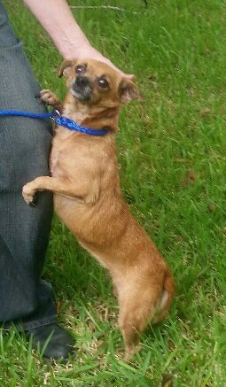 KEITA - Dachshund / Chihuahua available for adoption