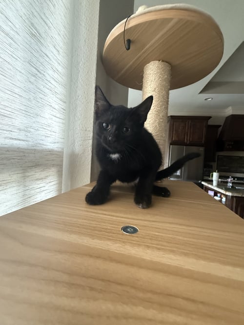 CHIARA - Domestic Short Hair available for adoption