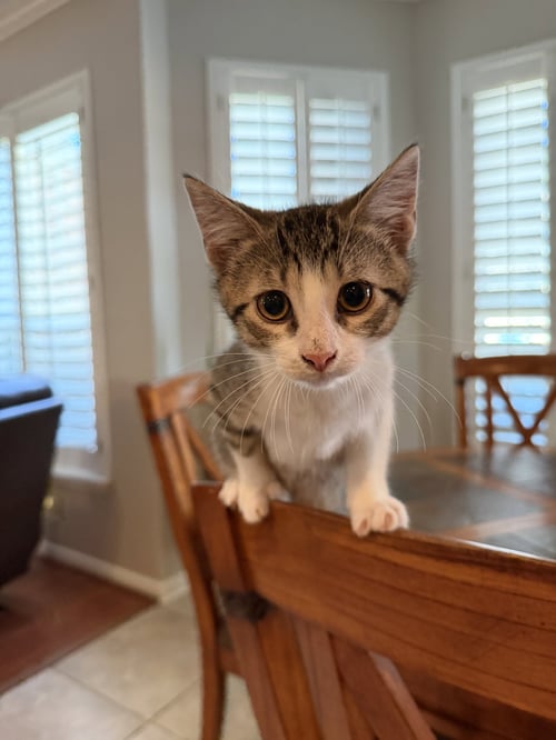 IDHANT - Domestic Short Hair available for adoption
