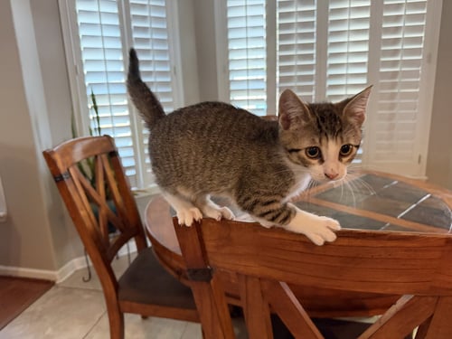 IDHANT - Domestic Short Hair available for adoption