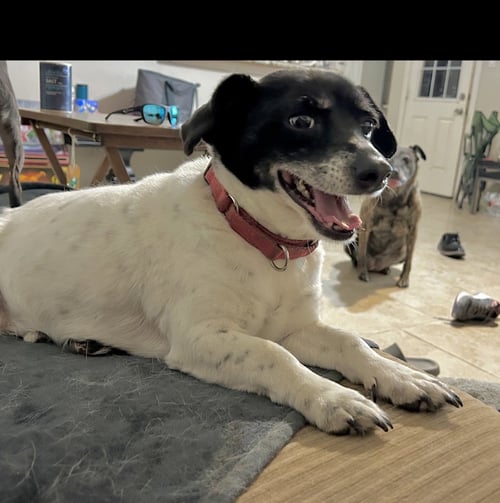 BULLET - Dachshund / Corgi available for adoption