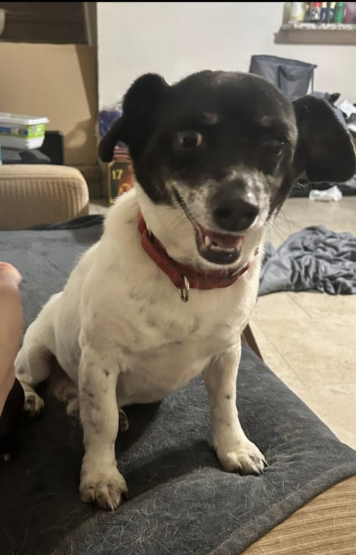 BULLET - Dachshund / Corgi available for adoption