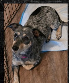 TALAYA - Dachshund / Chihuahua available for adoption
