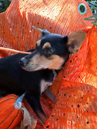 Thomasina - Photo 3