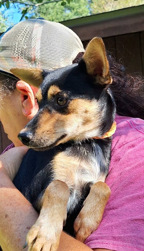 THOMASINA - Dachshund / Chihuahua available for adoption