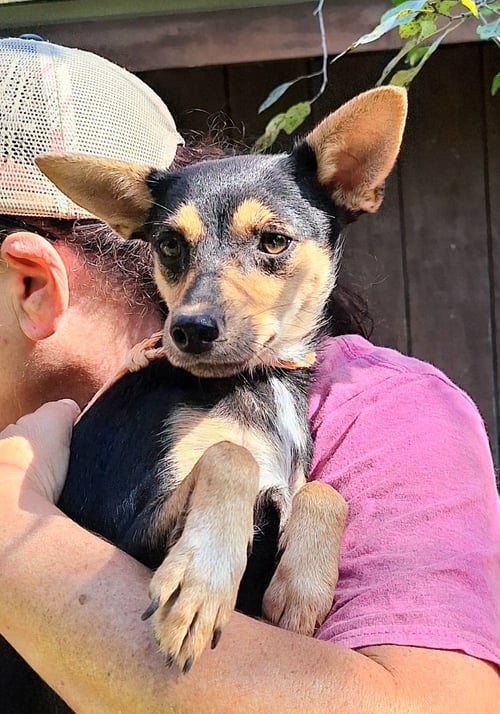 THOMASINA - Dachshund / Chihuahua available for adoption