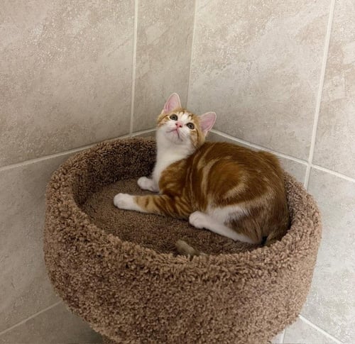 ROMISH - Domestic Short Hair available for adoption