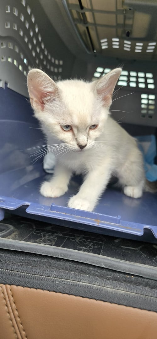LORALEA - Siamese available for adoption