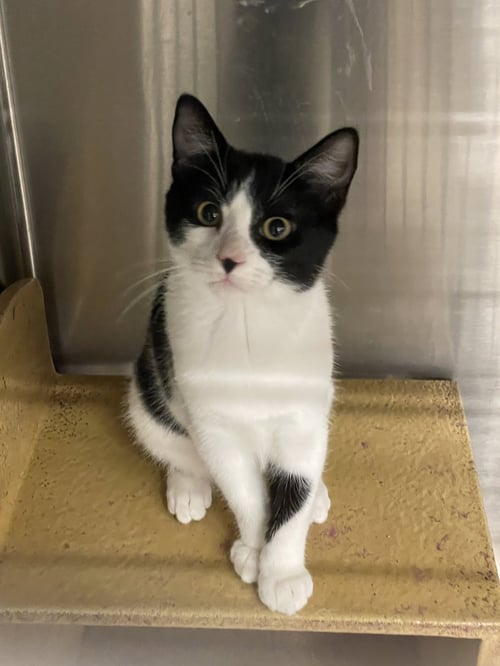 TAMASKO - Domestic Short Hair available for adoption