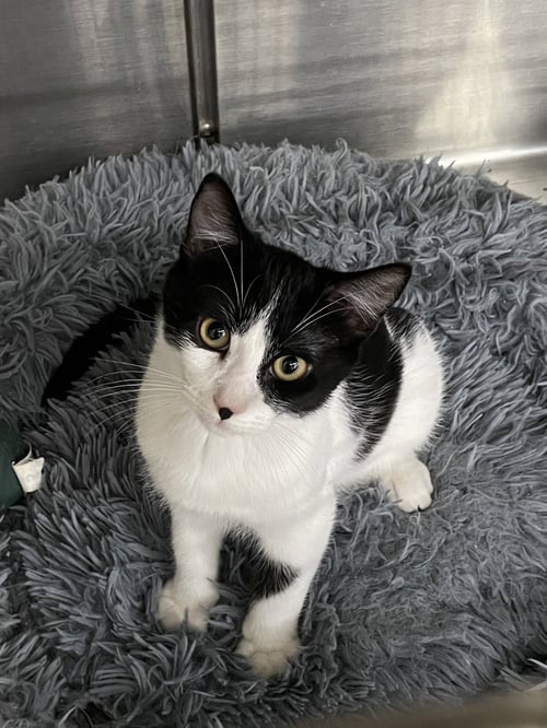 TAMASKO - Domestic Short Hair available for adoption