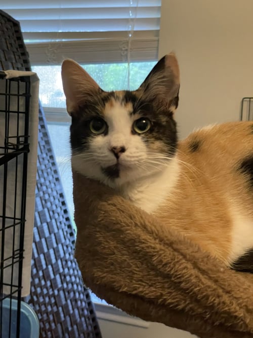 BUTTERSCOTCH - Domestic Short Hair / Calico available for adoption