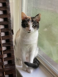 Butterscotch - Photo 1