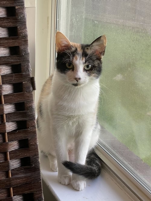 BUTTERSCOTCH - Domestic Short Hair / Calico available for adoption