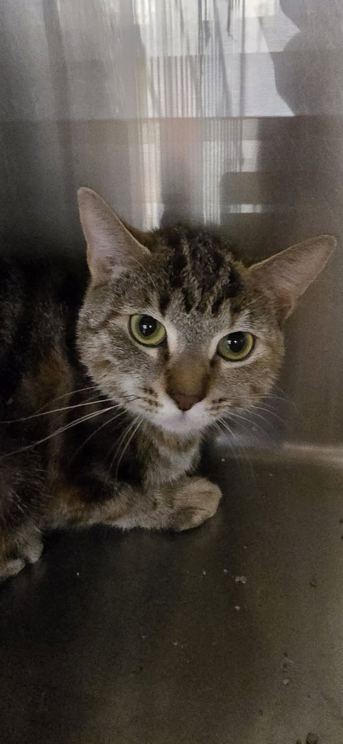 RHODEA - Domestic Short Hair available for adoption