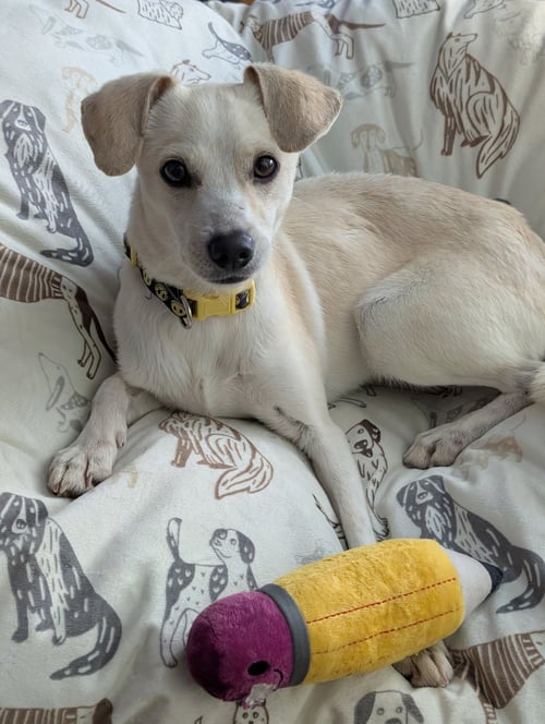 FINDLEY - Chihuahua available for adoption