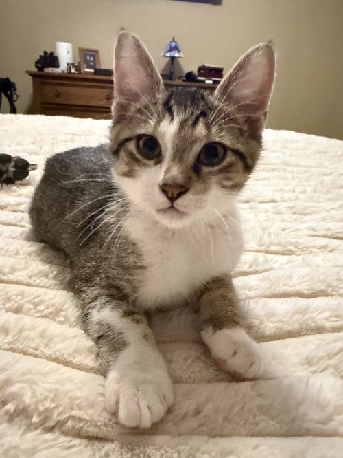 ISILDUR - Domestic Short Hair available for adoption
