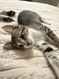 Isildur - Photo 2