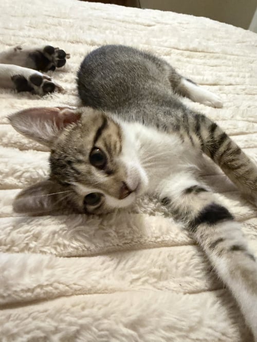 ISILDUR - Domestic Short Hair available for adoption