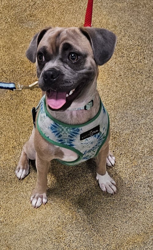 DONAHUE - Pug / Beagle available for adoption