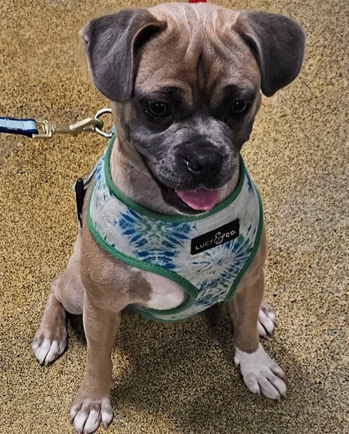 DONAHUE - Pug / Beagle available for adoption