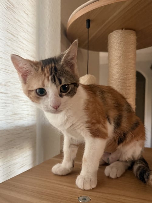 ELISHEBA - Domestic Short Hair available for adoption