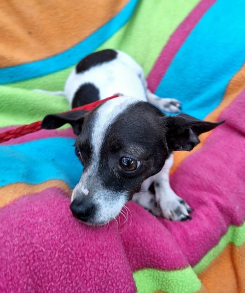 YAKARO - Chihuahua available for adoption