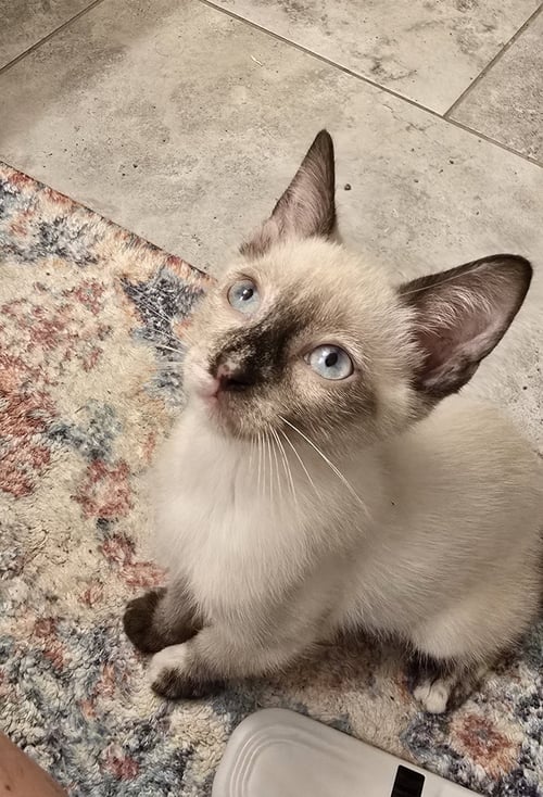 CATARINA