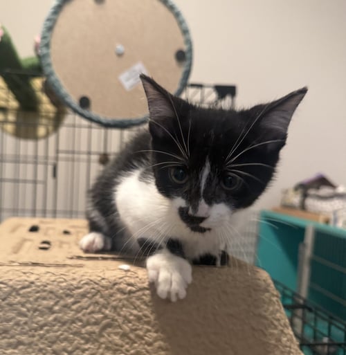 BENNO - Domestic Short Hair available for adoption