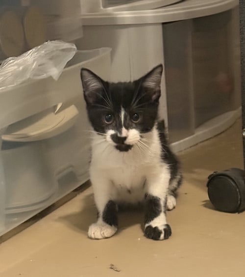 BENNO - Domestic Short Hair available for adoption