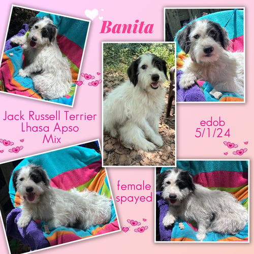 BANITA - Schnauzer / Jack Russell Terrier available for adoption
