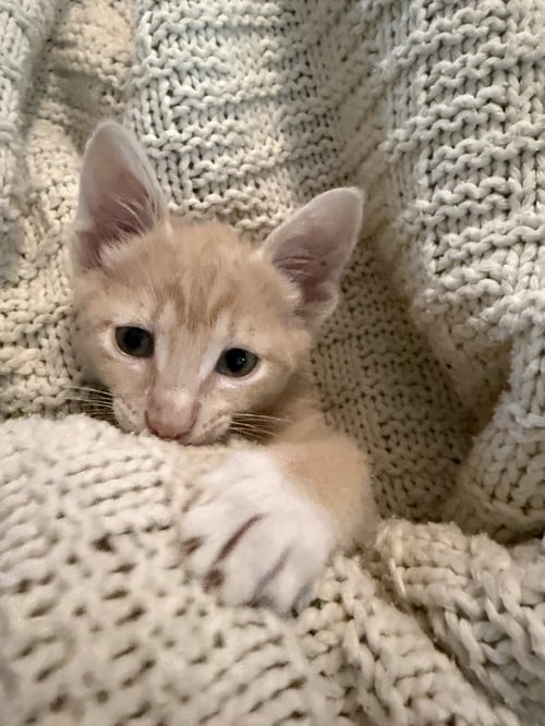 VILLAGOMEZ - Domestic Short Hair available for adoption