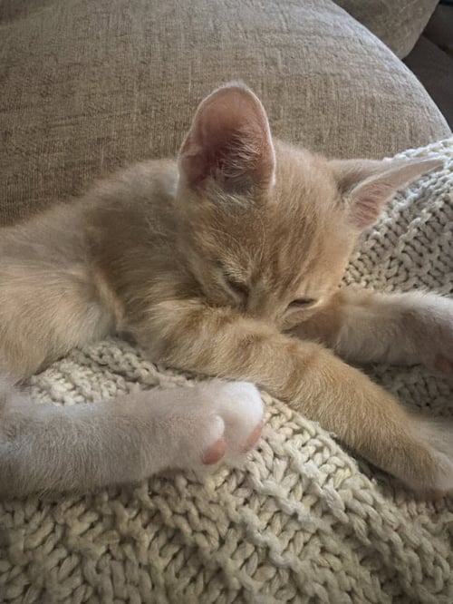 VILLAGOMEZ - Domestic Short Hair available for adoption