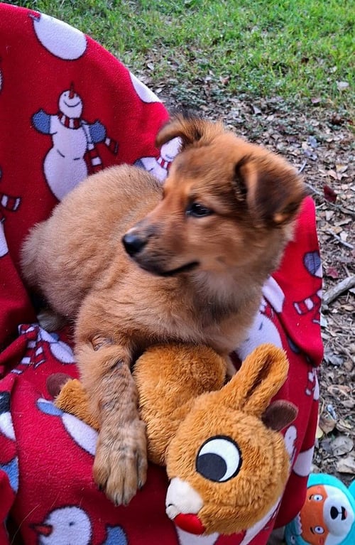 HARTLENA - Australian Shepherd available for adoption