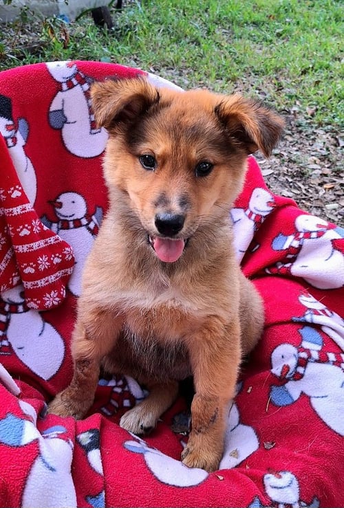 HARTLENA - Australian Shepherd available for adoption