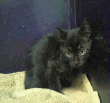 ESCOBAR - Domestic Short Hair available for adoption