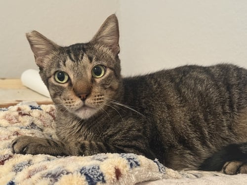 BUDDY-BOY - Domestic Short Hair available for adoption