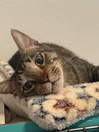 Buddy-Boy - Photo 3