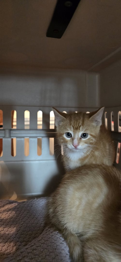 HAYJAY - Domestic Short Hair available for adoption