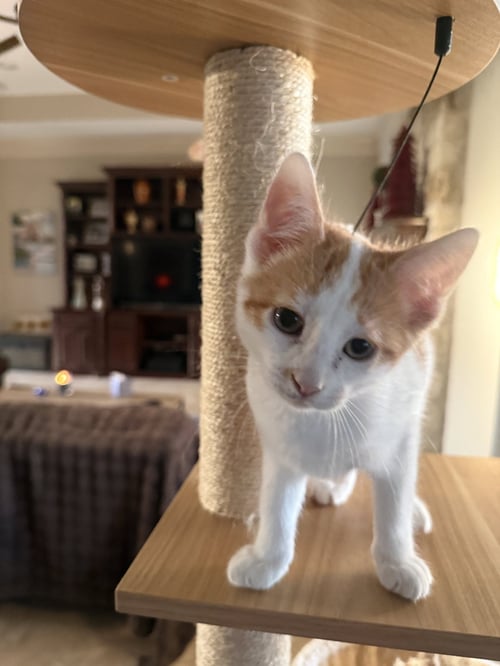 JUGNU - Domestic Short Hair available for adoption